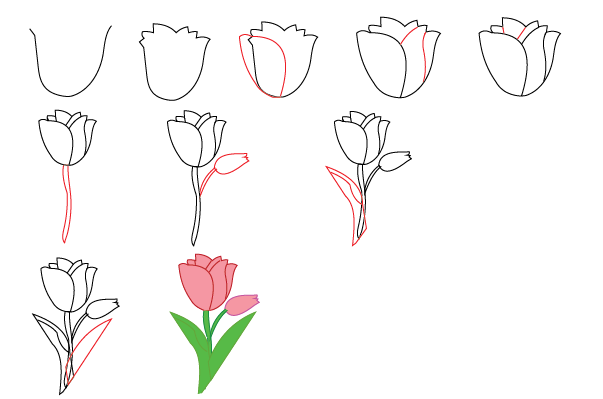 how to draw a tulip step by step