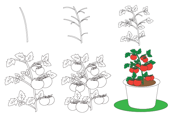 how to draw a tomato plant step by step