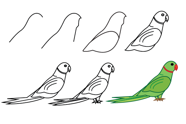 how to draw a parrot step by step