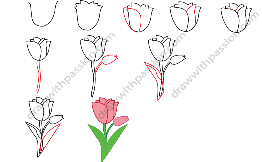 How to draw a tulip step by step