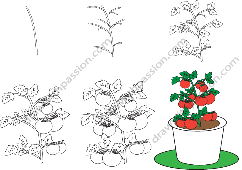 How to draw a tomato plant step by step