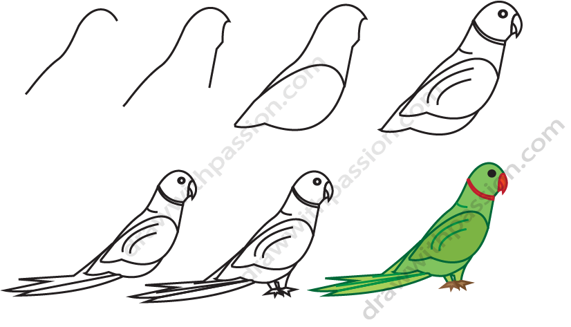 How to draw a parrot step by step