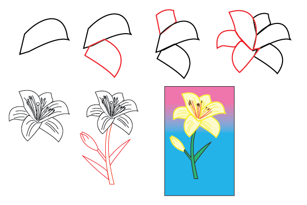 how to draw a lily flower step by step