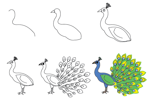 how to draw a peacock easy