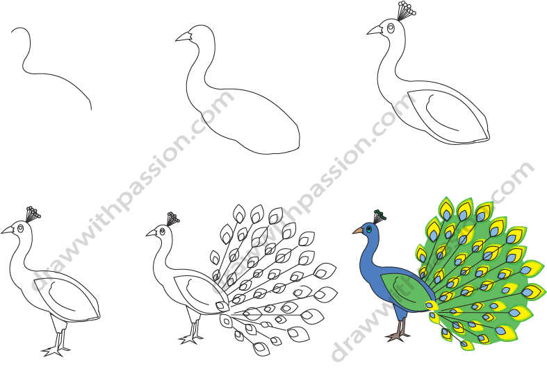 How to draw a peacock easy