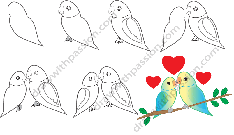 How to draw lovebirds step by step