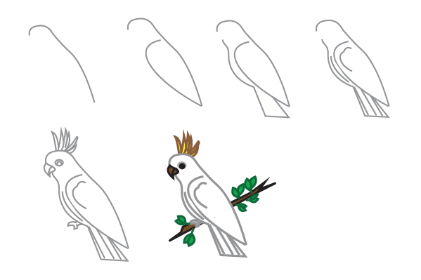 how to draw a Cockatoo step by step