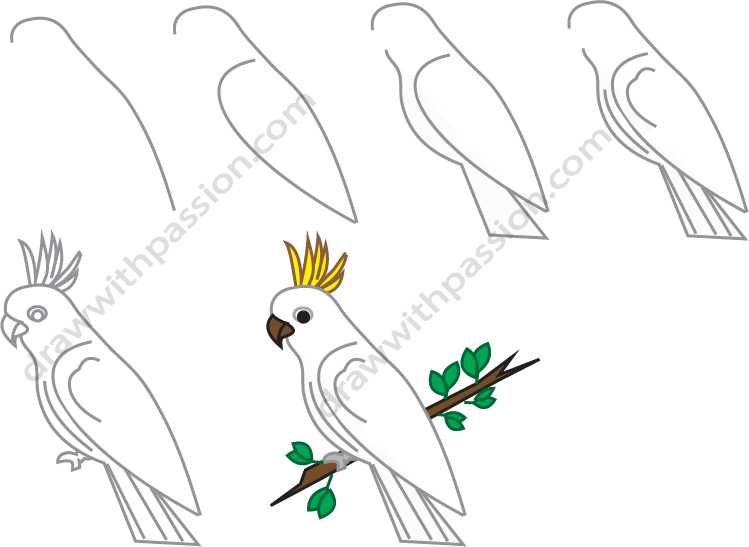 How to draw a Cockatoo step by step